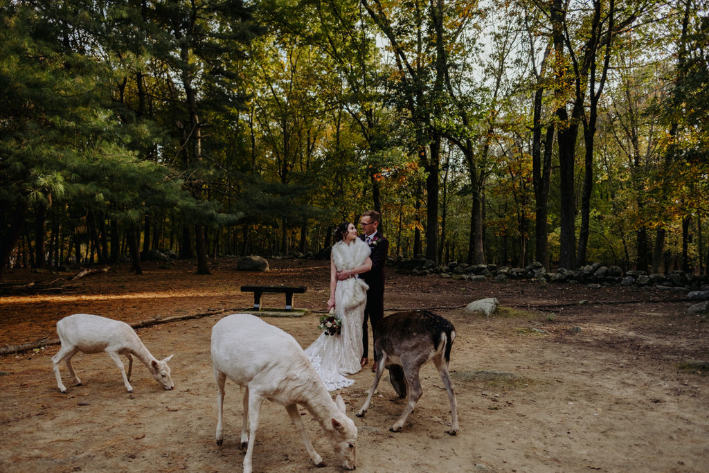 Bride wearing BHLDN wedding Gown and Groom wearing indochino suit pose amongst deer at Southwick's Zoo Mendon MA