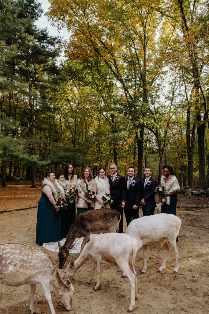 Bride wearing BHLDN wedding Gown and Groom wearing indochino suit pose amongst deer with wedding party at Southwick's Zoo Mendon MA