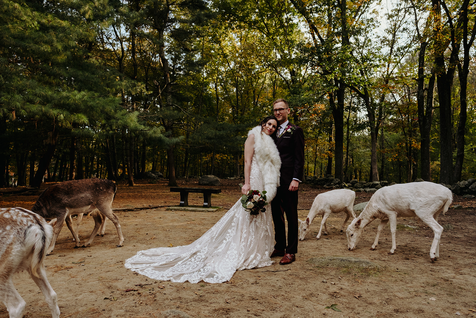Bride and Groom surrounded by Deer at Southwick's Zoo
