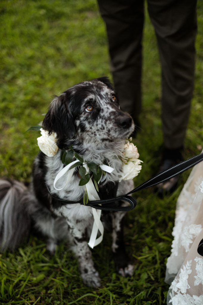 Dog wearing flower collar for Boston Arnold Arboretum Wedding
