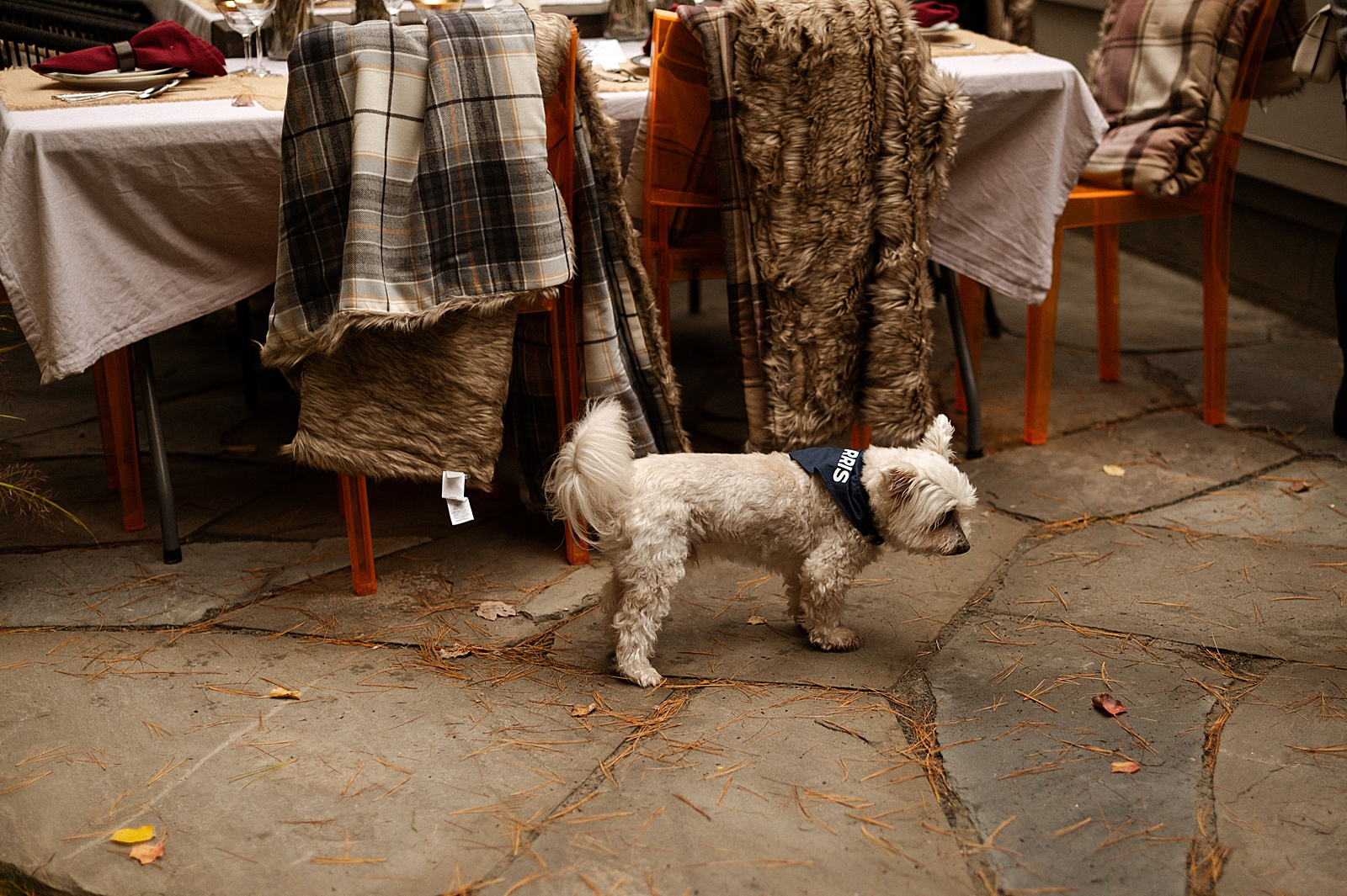 Small dog walking on stone ground by Reception table